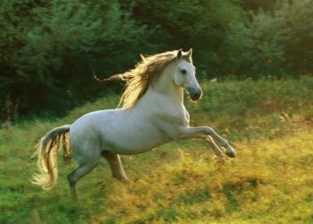 CUIDADO Y MANEJO DEL CABALLO
